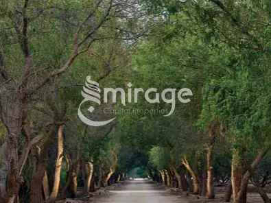 8140 Sq.Ft. Land  for Sale in Ghantoot, Abu Dhabi